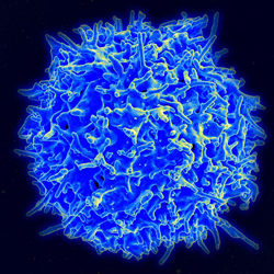 Scanning electron micrograph of a human T-cell. 