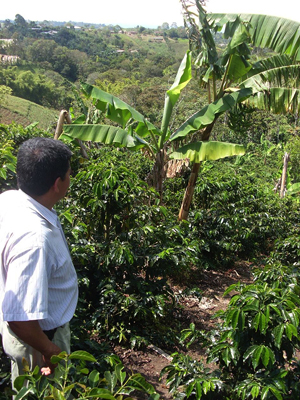Colombian coffee farm