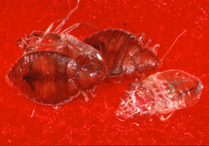 adult bed bugs
