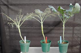 damaged broccoli plants