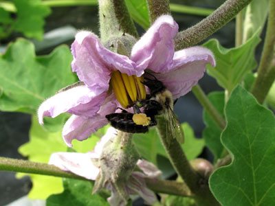 bumblebee on an eggplant
