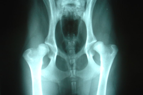 X-ray of a dog with hip dysplasia