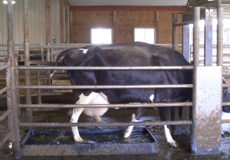 Holstein steps through a copper foot bath