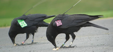 crows tagged with antennae