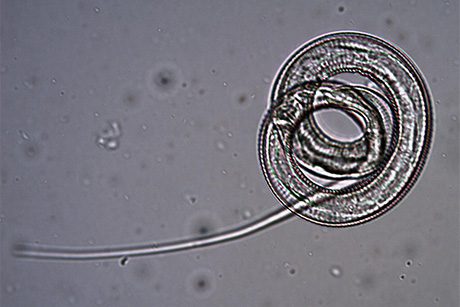Dracunculus insignis worm