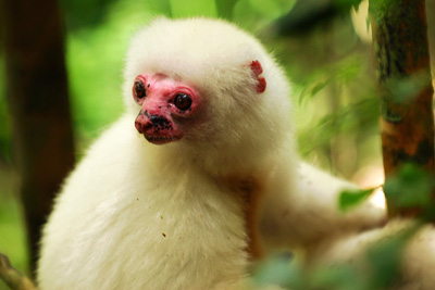 rare silky sifaka lemur
