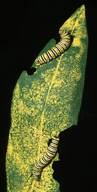 Monarch caterpillars on a milkweed