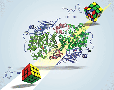 enzyme illustration