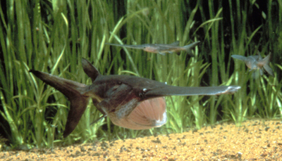 paddlefish