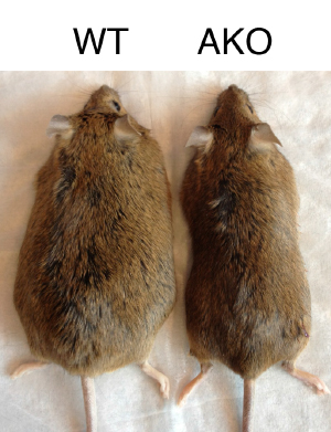 Adult mice that have been on Western diets for 16 weeks