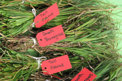 grass varieties