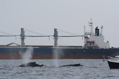 whales by ships