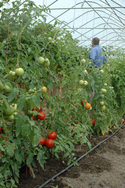Tomato trials with a fertigation line in the high tunnel at the Cornell University Willsboro Research Farm.