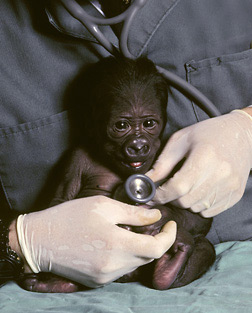 Dr. Robert Cook examines a baby gorilla