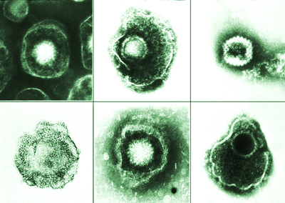 Various species of herpesvirus