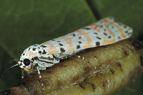 ornate moth