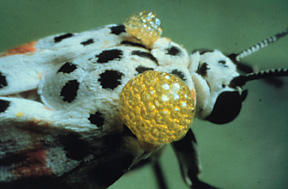 rattlebox moth