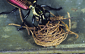 larval Hemisphaerota cyanea beetles