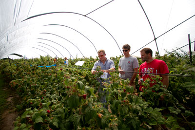 Cornell breeders working with berry growers