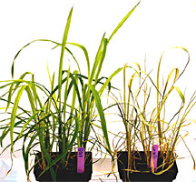 rice plants