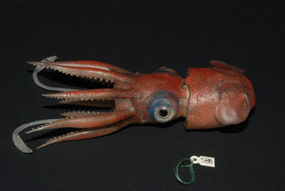 Rossia macrosoma (octopus)