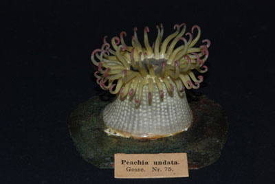 Peachia undata (anemone)