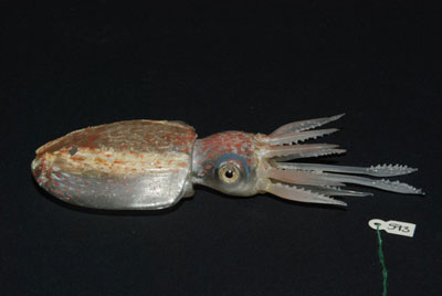 Sepioteuthis sicula (squid)