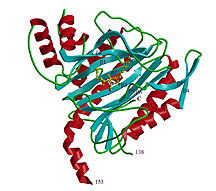 skeletal view of the human protein MetAP-2