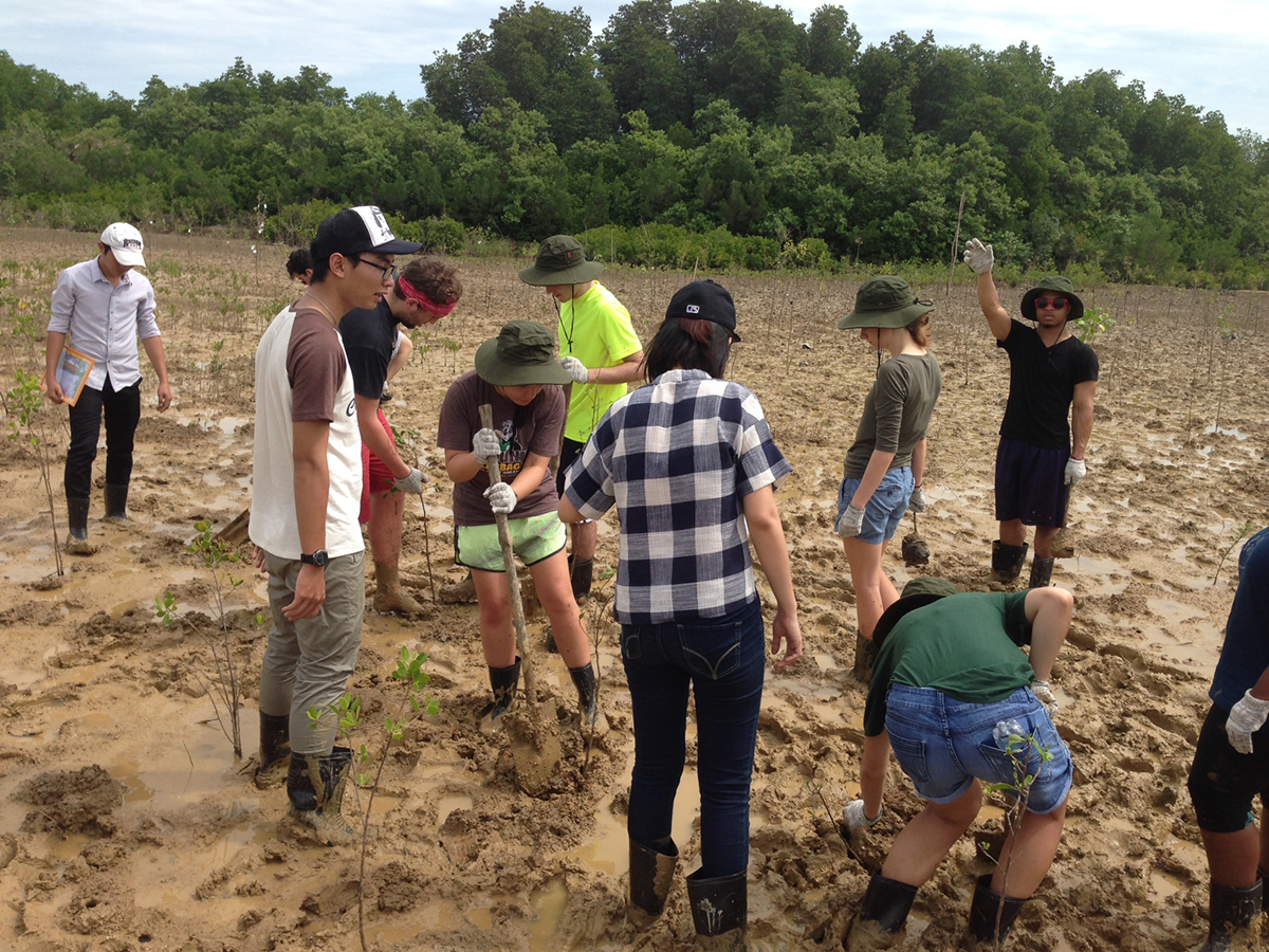 Thúy Tranviet/Provided Cornell students plant mangrove trees in Cần Giờ Biosphere Reserve in Vietnam.