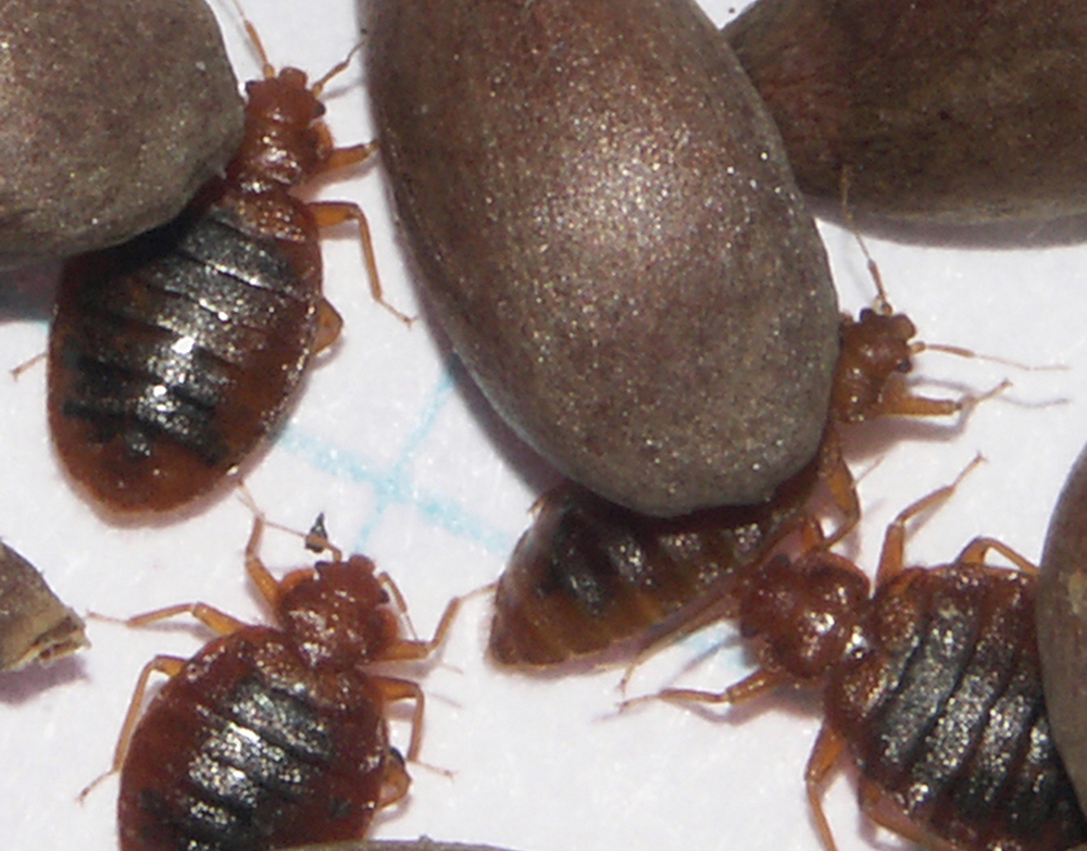bedbugs with apple seeds