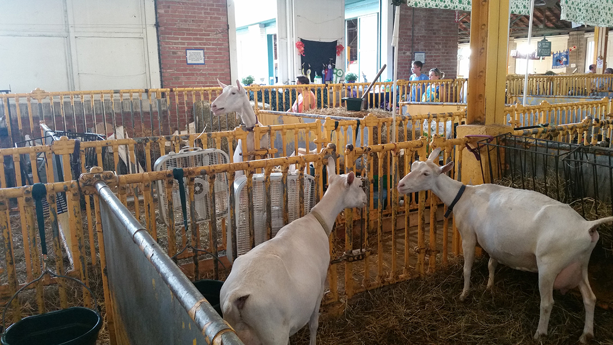 Fair goats