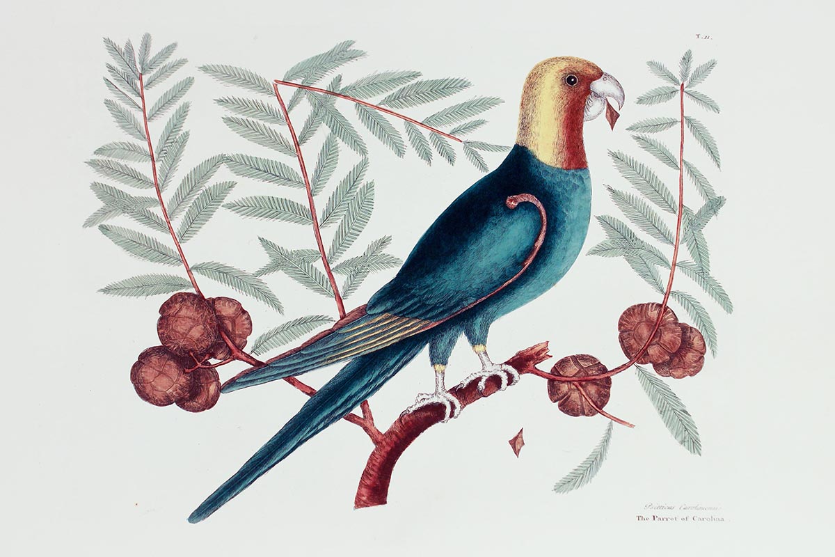 Parrot of Carolina