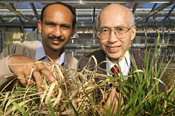 Ajay Garg, left, with 'normal' rice, and Ray Wu