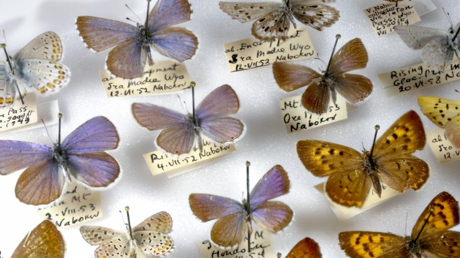 Butterfly specimens collected and studied by Vladimir Nabokov are part of the Cornell University Insect Collection.