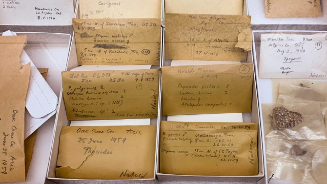 Several butterfly specimens donated by Vladimir Nabokov to Cornell are kept in their original envelopes that have been dated and annotated by the writer.