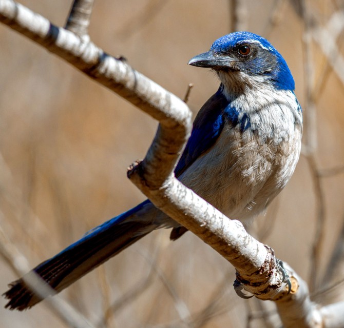 C2S2 is working with doctoral candidate Christopher Tarango to create a more versatile, lightweight, power-efficient microchip that can record and classify the vocalizations of corvids such as the island scrub jay.