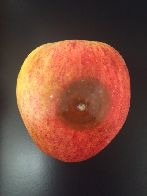infected apple