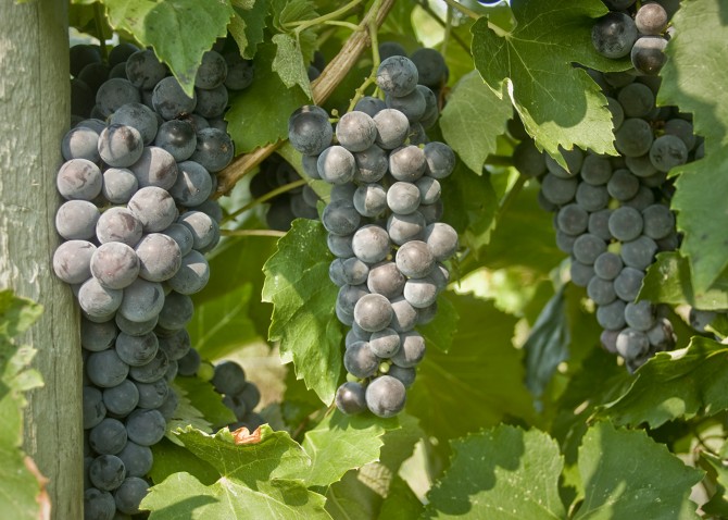 everest seedless grapes