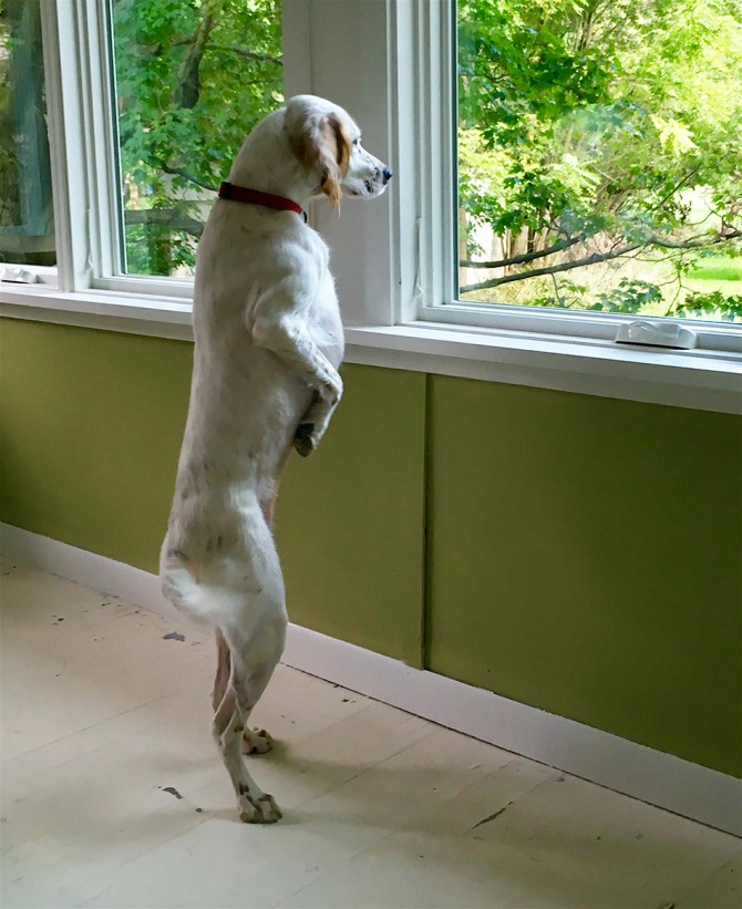 My Dog Thinks She's a Meerkat