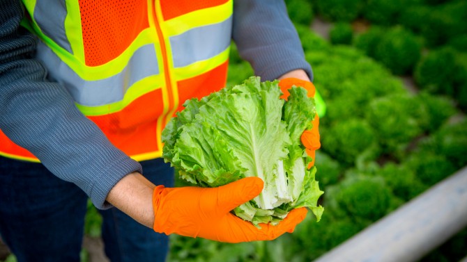 farm worker holding lettuce