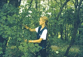 Jillian Gregg examines tree growth