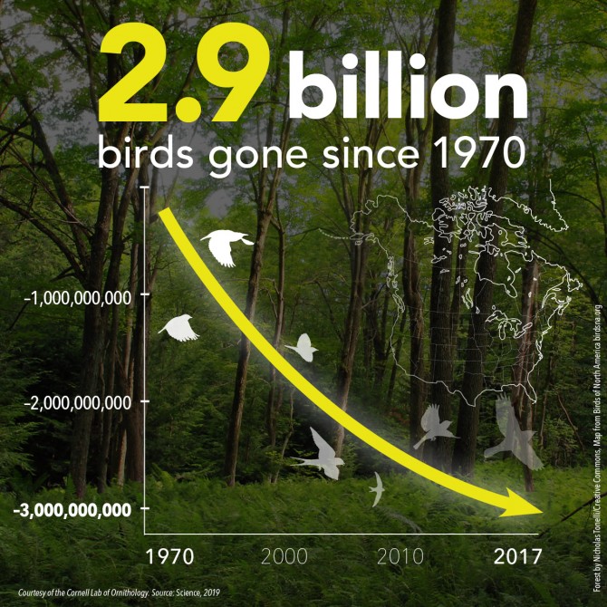 Graph Showing Decline of Birds by 2.9B since 1970