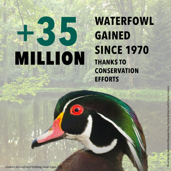 Increase of 35 million waterfowl since 1970, thanks to conservation efforts