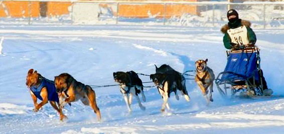 Huson racing sled dogs