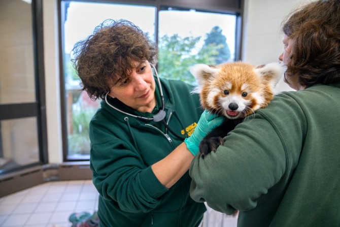 Noha Abou-Madi examines a baby red panda