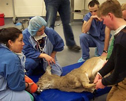 Still pregnant but for the last time, Doe 106 Cornell Veterinary staff