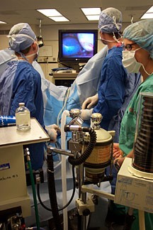 Under surgical drapes for her sterilization procedure in the College of Veterinary Medicine