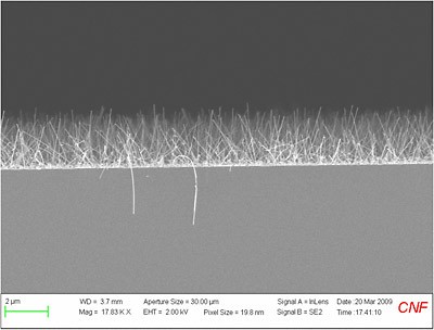 A side view of arrays of grasslike silicon nanowires