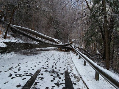 Two downed trees on Forest Home Drive