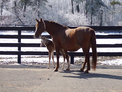 A privately owned thoroughbred mare and her new foal